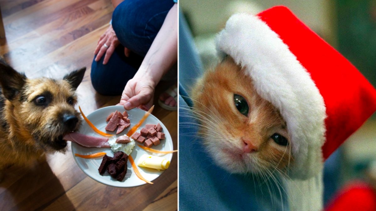 Här är julfarorna för ditt husdjur. 